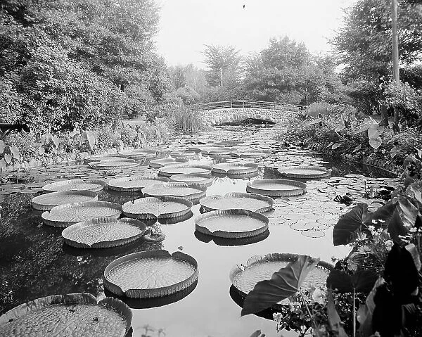 Lily pond, Como Park, St. Paul, Minn. c1905. Creator: Unknown