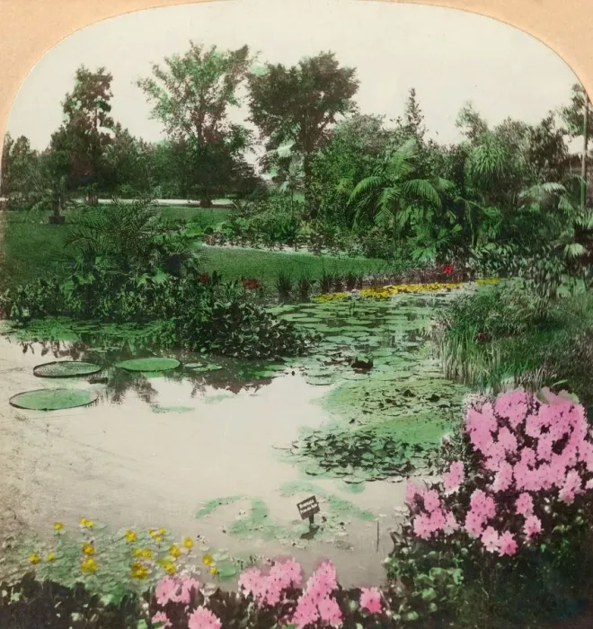 Framed Print : Lily Pond, Tower Grove Park, St. Louis, Mo. U. S. A. 1897. Creator: BL Singley