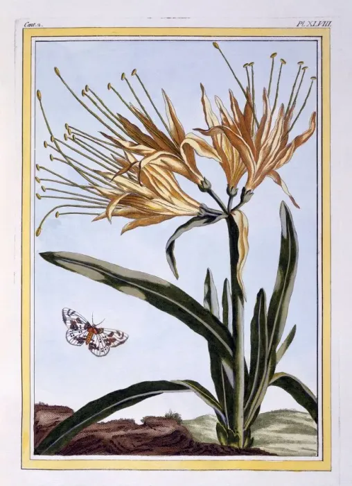 Framed Print : A Lily, pub. 1776. Creator: Pierre Joseph Buchoz (1731-1807) Framed Print : A Lily, pub. 1776. Creator: Pierre Joseph Buchoz (1731-1807)