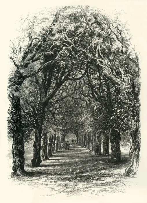 Framed Print : The Lime Walk, Trinity, c1870 Framed Print : The Lime Walk, Trinity, c1870