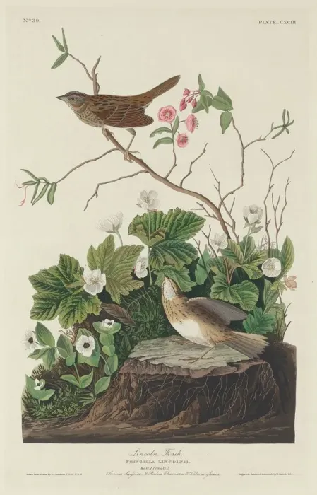 Framed Print : Lincoln Finch, 1834. Creator: Robert Havell Framed Print : Lincoln Finch, 1834. Creator: Robert Havell