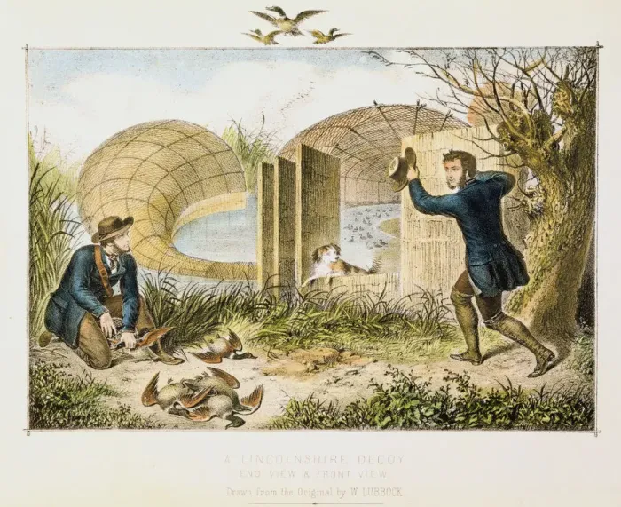 Framed Print : Lincolnshire Duck Decoy, c1845 Framed Print : Lincolnshire Duck Decoy, c1845