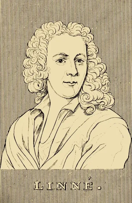 Framed Print : Linne, (1707-1778), 1830. Creator: Unknown Framed Print : Linne, (1707-1778), 1830. Creator: Unknown
