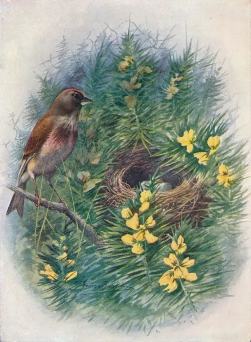 Framed Print : Linnet - Lino ta cannab ina, c1910, (1910). Artist: George James Rankin Framed Print : Linnet - Lino ta cannab ina, c1910, (1910). Artist: George James Rankin