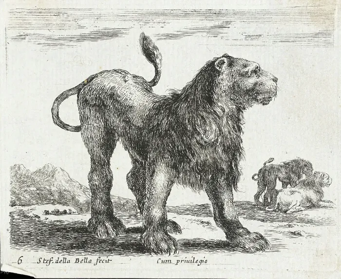 Framed Print : A Lion, 1641. Creator: Stefano della Bella Framed Print : A Lion, 1641. Creator: Stefano della Bella