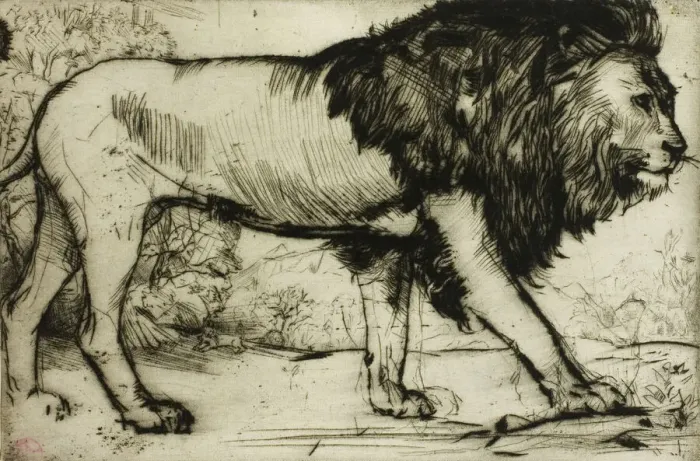 Framed Print : A Lion, 1900. Creator: Donald Shaw MacLaughlan Framed Print : A Lion, 1900. Creator: Donald Shaw MacLaughlan