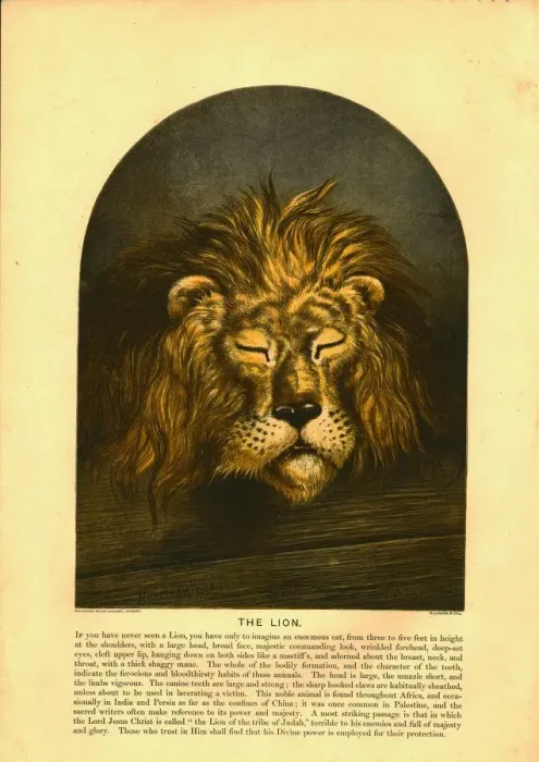 Framed Print : The Lion Creator: C Sheeres Framed Print : The Lion Creator: C Sheeres
