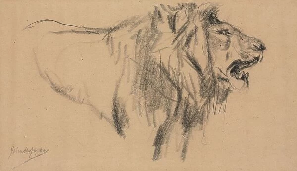 Lion. Creator: John Macallan Swan (British, 1847-1910)