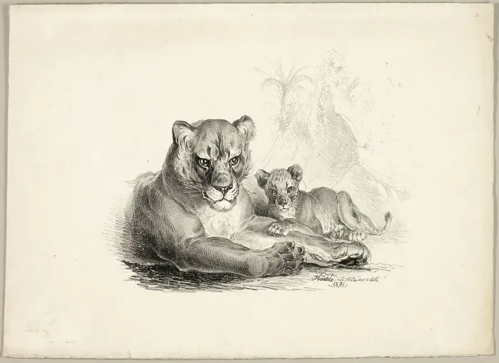Framed Print : Lion with Cubs, 1831. Creator: Johann Höchle Framed Print : Lion with Cubs, 1831. Creator: Johann Höchle