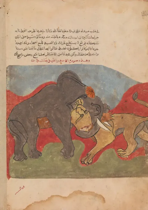 Framed Print : The Lion and the Elephant Fighting, Folio from a Kalila wa Dimna, 18th century Framed Print : The Lion and the Elephant Fighting, Folio from a Kalila wa Dimna, 18th century