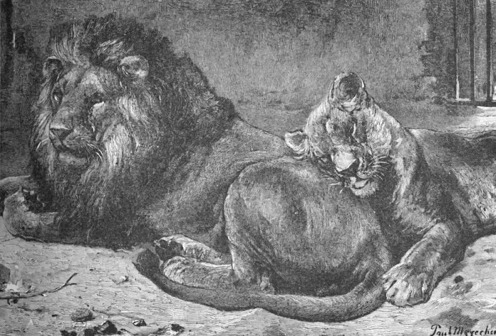 Framed Print : Lion and Lioness, c1900. Artist: Helena J. Maguire Framed Print : Lion and Lioness, c1900. Artist: Helena J. Maguire