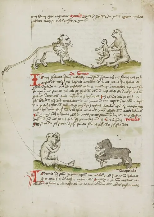 Framed Print : A Lion with a Monkey and his Young: A Monkey: A Bear Eating a... third quarter of 15th century. Creator: Unknown Framed Print : A Lion with a Monkey and his Young: A Monkey: A Bear Eating a... third quarter of 15th century. Creator: Unknown