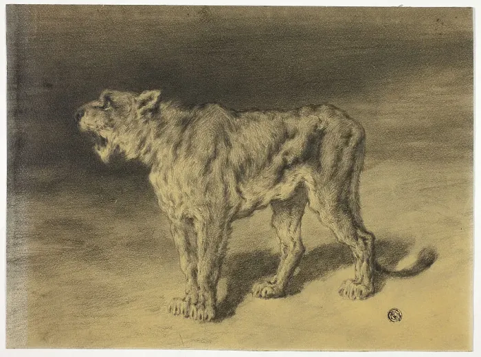 Framed Print : Lioness Roaring, n.d. Creator: Frederik William Zurcher Framed Print : Lioness Roaring, n.d. Creator: Frederik William Zurcher