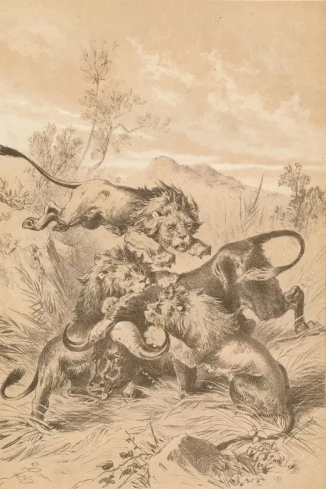 Framed Print : Lions Attacking A Buffalo, c1880 Framed Print : Lions Attacking A Buffalo, c1880