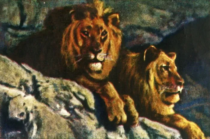 Framed Print : Lions, c1928. Creator: Unknown Framed Print : Lions, c1928. Creator: Unknown