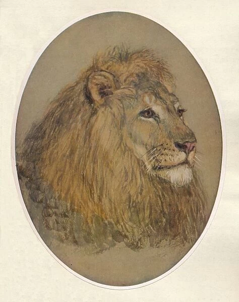 Lions Head, c1896. Artist: Frank Paton