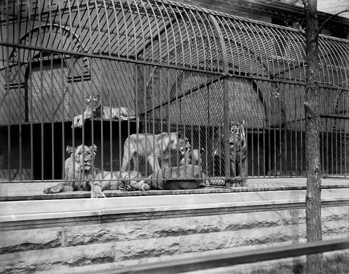 Framed Print : Lions and tigers in Lincoln Park, Chicago, The, c1901. Creator: Unknown Framed Print : Lions and tigers in Lincoln Park, Chicago, The, c1901. Creator: Unknown