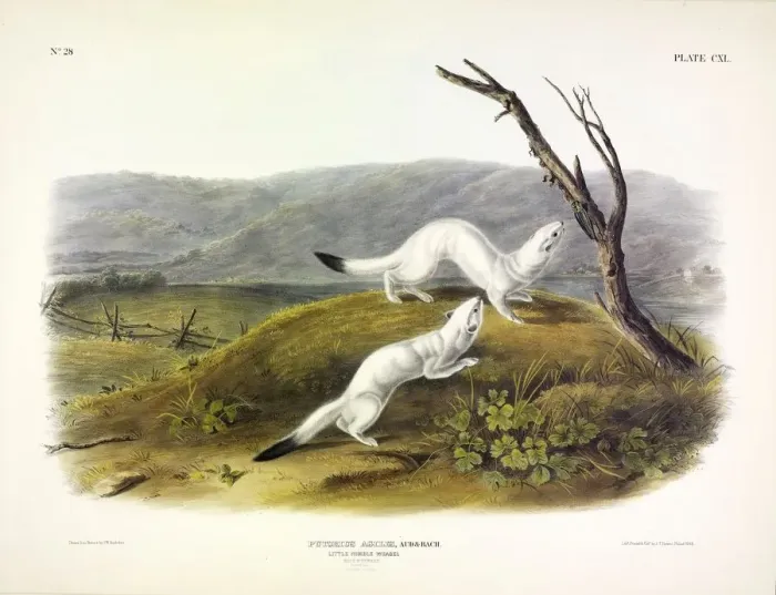 Framed Print : Litle Nimble Weasel, Putorius Agilis, 1845 Framed Print : Litle Nimble Weasel, Putorius Agilis, 1845