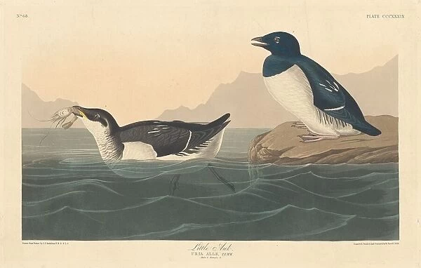 Little Auk, 1836. Creator: Robert Havell