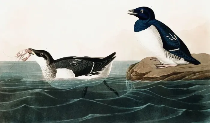 Framed Print : Little Auk, Uria Alle, 1845 Framed Print : Little Auk, Uria Alle, 1845