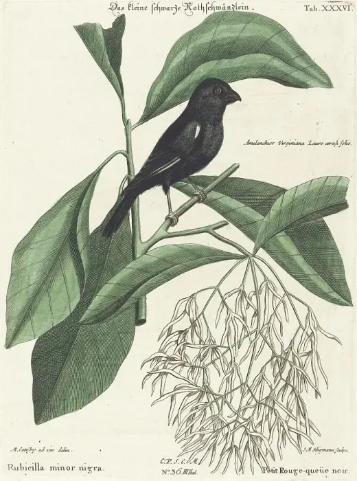 Framed Print : The Little Black Bullfinch (Rubicilla minor nigra), probably 1743 / 1762. Creator: Johann Michael Seligmann Framed Print : The Little Black Bullfinch (Rubicilla minor nigra), probably 1743 / 1762. Creator: Johann Michael Seligmann