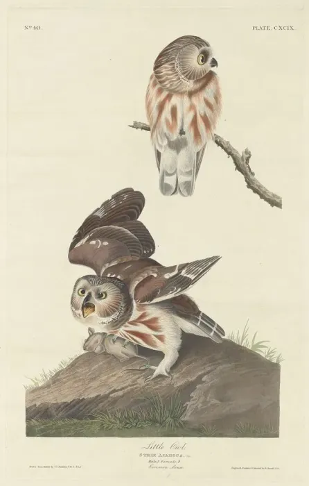 Framed Print : Little Owl, 1834. Creator: Robert Havell Framed Print : Little Owl, 1834. Creator: Robert Havell