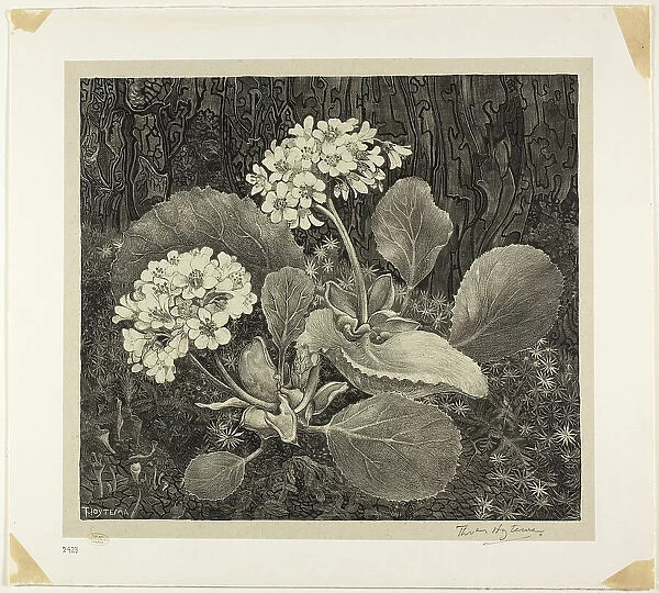 Little Plant in Moss, plate one from Flower Studies, 1898, printed 1917 / 19. Creator: Theo van Hoytema