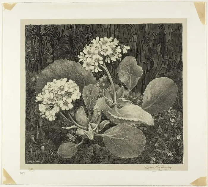 Framed Print : Little Plant in Moss, plate one from Flower Studies, 1898, printed 1917 / 19. Creator: Theo van Hoytema Framed Print : Little Plant in Moss, plate one from Flower Studies, 1898, printed 1917 / 19. Creator: Theo van Hoytema