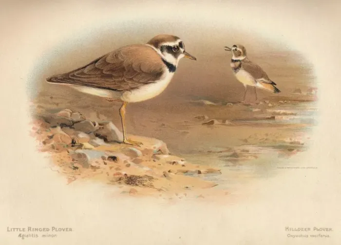 Framed Print : Little Ringed Plover (Aegialitis minor), Killdeer Plover (Oxyechus vociferus), 1900, (1900). Artist: Charles Whymper Framed Print : Little Ringed Plover (Aegialitis minor), Killdeer Plover (Oxyechus vociferus), 1900, (1900). Artist: Charles Whymper