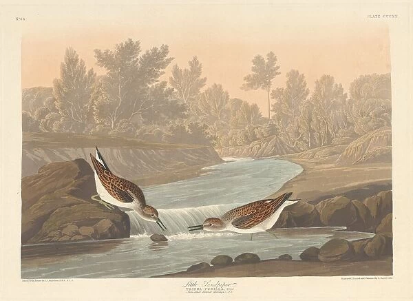 Little Sandpiper, 1836. Creator: Robert Havell