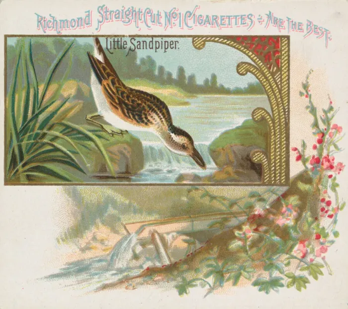 Framed Print : Little Sandpiper, from the Game Birds series (N40) for Allen & Ginter Cigarettes Framed Print : Little Sandpiper, from the Game Birds series (N40) for Allen & Ginter Cigarettes