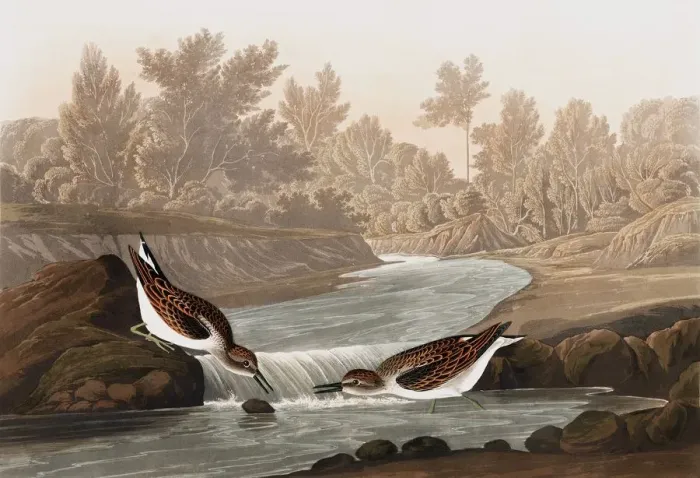 Framed Print : Little Sandpiper, Tringa Pusilla, 1845 Framed Print : Little Sandpiper, Tringa Pusilla, 1845