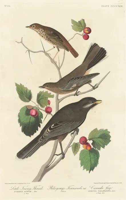 Framed Print : Little Tawny Thrush, 1838. Creator: Robert Havell Framed Print : Little Tawny Thrush, 1838. Creator: Robert Havell