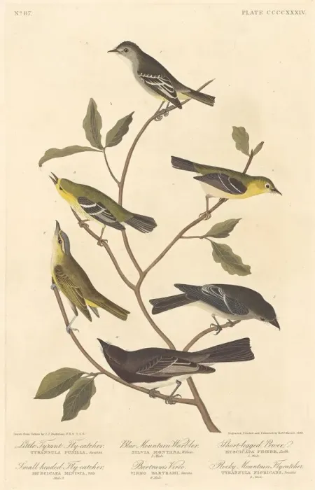 Framed Print : Little Tyrant Flycatcher, Small-Headed Flycatcher, Blue Mountain Warbler 1838 Framed Print : Little Tyrant Flycatcher, Small-Headed Flycatcher, Blue Mountain Warbler 1838
