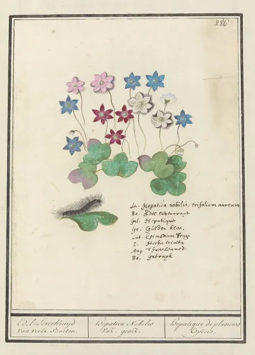 Framed Print : Liver flower (Anemone hepatica, old name: Hepatica nobilis), 1596-1610. Creators: Anselmus de Boodt, Elias Verhulst Framed Print : Liver flower (Anemone hepatica, old name: Hepatica nobilis), 1596-1610. Creators: Anselmus de Boodt, Elias Verhulst