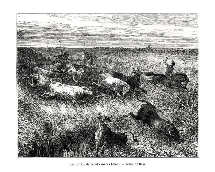 Framed Print : Livestock, Los Llanos, Venezuela, 19th century. Artist: Edouard Riou Framed Print : Livestock, Los Llanos, Venezuela, 19th century. Artist: Edouard Riou