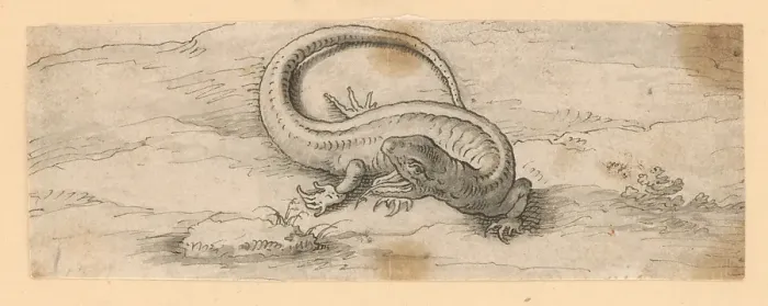 Framed Print : Lizard, 1601 / 1700. Creator: Unknown Framed Print : Lizard, 1601 / 1700. Creator: Unknown