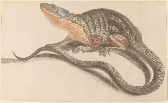 Framed Print : Lizard, 1680s / 1690s. Creator: Workshop of Johann Teyler Framed Print : Lizard, 1680s / 1690s. Creator: Workshop of Johann Teyler