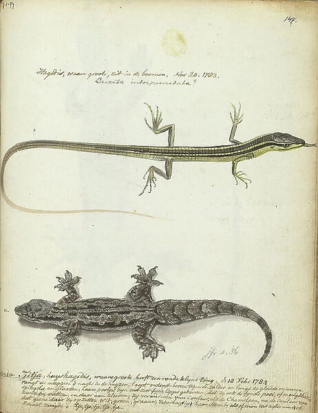 Lizard and Tjitjak, 1784. Creator: Jan Brandes