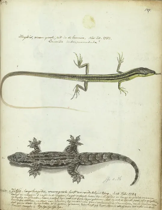 Framed Print : Lizard and Tjitjak, 1784. Creator: Jan Brandes Framed Print : Lizard and Tjitjak, 1784. Creator: Jan Brandes