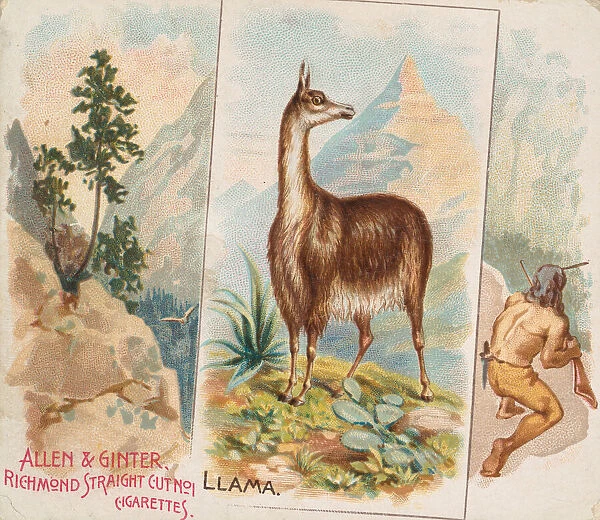 Llama, from Quadrupeds series (N41) for Allen & Ginter Cigarettes, 1890