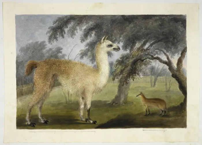Framed Print : A llama and its young in a park, presumably Barrackpore, 1818-1820. Creator: Sita Ram Framed Print : A llama and its young in a park, presumably Barrackpore, 1818-1820. Creator: Sita Ram