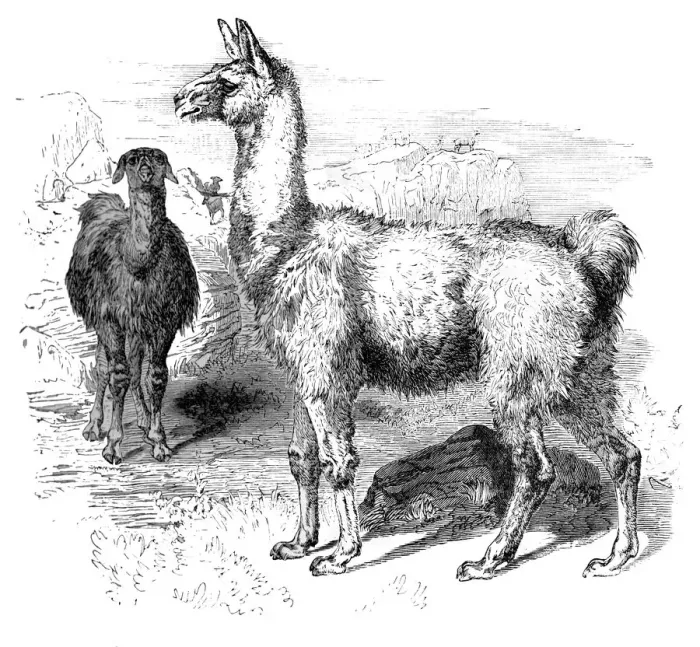 Framed Print : Llamas, c1880 Framed Print : Llamas, c1880