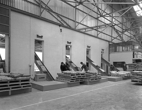 Loading animal feed onto conveyors, Spillers Animal Feeds, Gainsborough, Linconshire, 1961