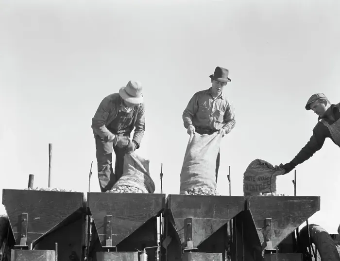 Framed Print : Loading bins of potato planter with fertilizer and seed... Kern County, California, 1939. Creator: Dorothea Lange Framed Print : Loading bins of potato planter with fertilizer and seed... Kern County, California, 1939. Creator: Dorothea Lange