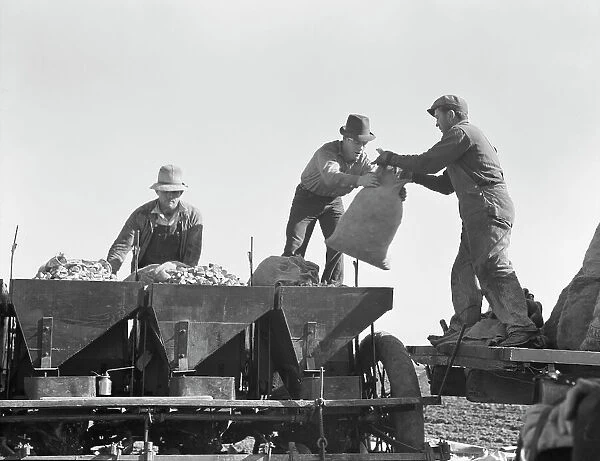 Loading bins of potato planter which fertilizes and plants potatoes... Kern County, CA, 1939. Creator: Dorothea Lange