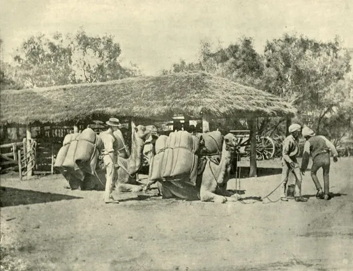 Framed Print : Loading Camels, on an Australian Station, 1901. Creator: Unknown Framed Print : Loading Camels, on an Australian Station, 1901. Creator: Unknown