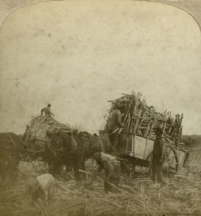 Framed Print : Loading cane, sugar plantation, Louisiana, USA. Artist: Underwood & Underwood Framed Print : Loading cane, sugar plantation, Louisiana, USA. Artist: Underwood & Underwood