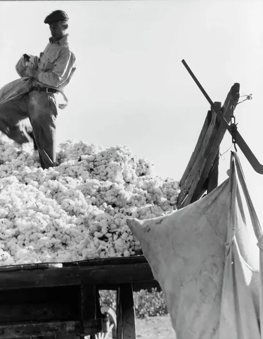 Framed Print : Loading cotton, San Joaquin Valley, California, 1936. Creator: Dorothea Lange Framed Print : Loading cotton, San Joaquin Valley, California, 1936. Creator: Dorothea Lange