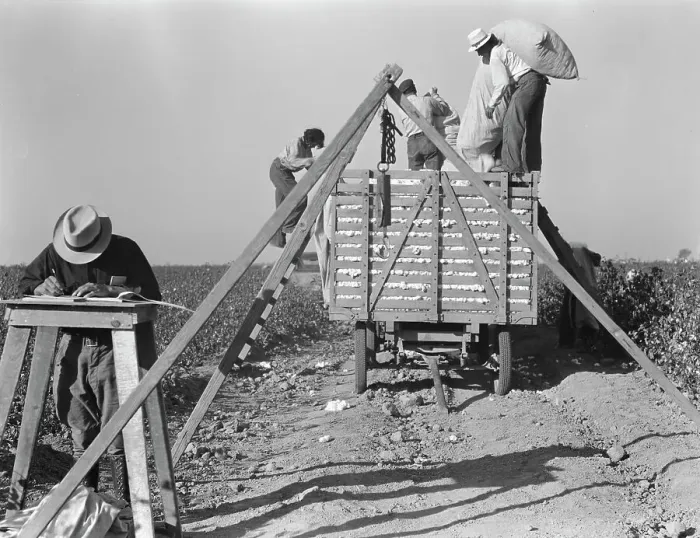 Framed Print : Loading cotton, San Joaquin Valley, California, 1936. Creator: Dorothea Lange Framed Print : Loading cotton, San Joaquin Valley, California, 1936. Creator: Dorothea Lange